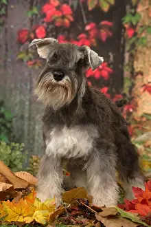 Schnauzers: Miniature Schnauzer puppy outdoors in autumn