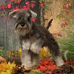 Schnauzers: Miniature Schnauzer puppy outdoors in autumn