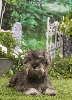 Schnauzers: Miniature Schnauzer puppy outside in the garden