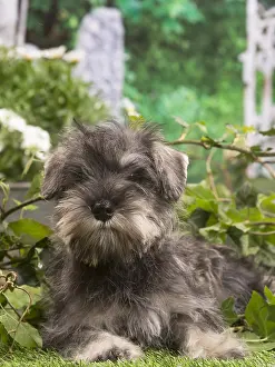 Schnauzer: Miniature Schnauzer puppy outside in the garden