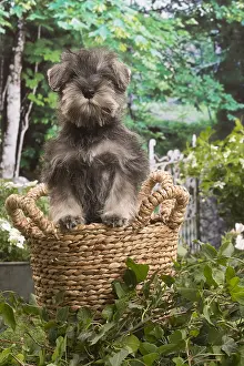 Schnauzer: Miniature Schnauzer puppy outside in the garden