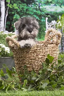 Schnauzer: Miniature Schnauzer puppy outside in the garden