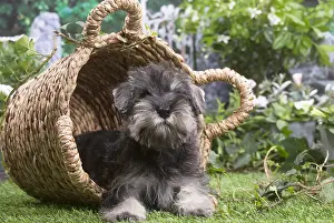 Schnauzer: Miniature Schnauzer puppy outside in the garden