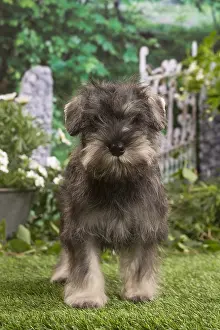 Schnauzer: Miniature Schnauzer puppy outside in the garden