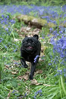 110717: Miniature Schnauzer running in Bluebells
