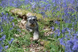110717: Miniature Schnauzer running in Bluebells