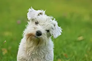Schnauzer: Miniature Schnauzer sitting on a meadow, portrait