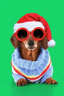 Jumper: Miniature Short Haired Dachshund Dog, wearing