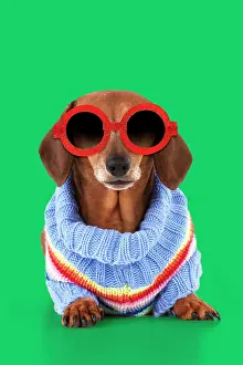 Copyspace: Miniature Short Haired Dachshund Dog, wearing