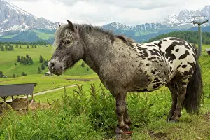 Seiser: Miniature Spotted Pony Seiser Alm, Dolomites, Italy