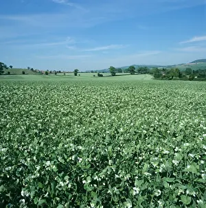 Peas: Minimally Cultivated Pea Field in Flower