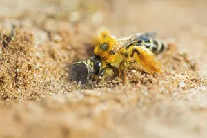 Digging: Mining Bee
