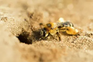 Digging: Mining Bee