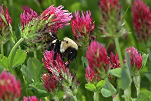 Clover: Mining Bee on clover
