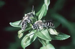 Mining: Mining Bees