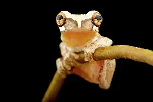 Treefrog: Miniscule treefrog (Dendropsophus minusculus), o