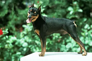 Pinschers: Miniture Pinscher Dog