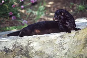 Alien: MINK