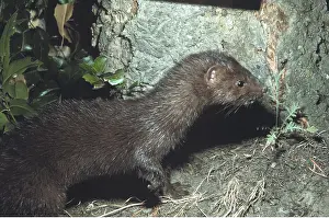 Mink: MINK