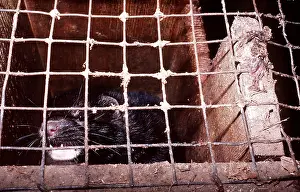Mink: MINK in cage