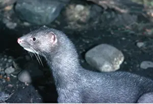 R T Smith: MINK - close-up