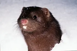 Mink: MINK - close-up of head in snow