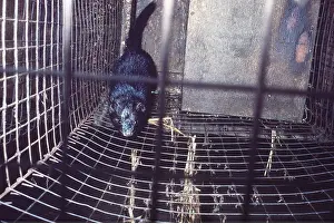Exploitation: MINK FARM