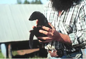 Hand: MINK - held in man's hands
