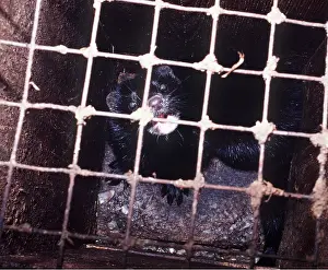 Exploitation: MINK - in hutch on mink farm