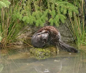Vison: Mink - Male grooming himself