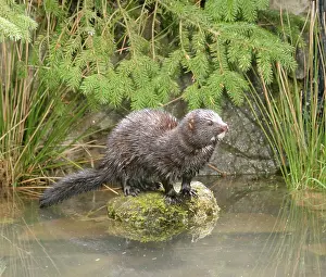 Vison: Mink - Male on rock front view