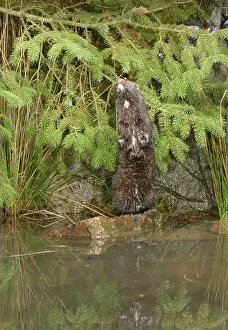 Vison: Mink - Male standing on hind legs