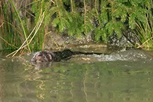Vison: Mink - Male swimming front view
