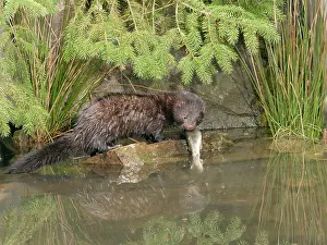 Vison: Mink - Male with trout side view