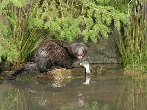 Vison: Mink - Male with trout side view