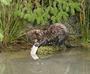 Vison: Mink - Male with trout side view