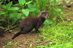 Mink: Mink