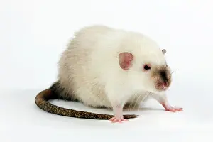 Mink: Mink Rat