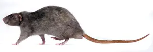Mink: Mink Rat