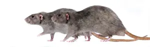 Mink: Mink Rat