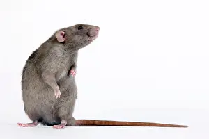 Mink: Mink Rat