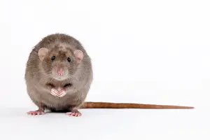 Mink: Mink Rat