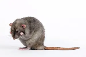 Mink: Mink Rat