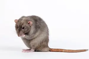 Mink: Mink Rat
