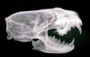 Mink: Mink Skull- X ray showing teeth