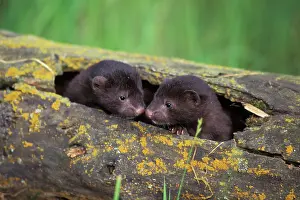 Mink: Mink - young kits in den log