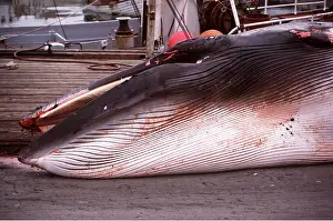 Mouths: MINKE / LITTLE PIKED WHALE - dead on deck of whaling ship