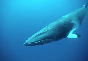 Minke: MINKE / LITTLE PIKED WHALE - Dwarf Minke subspecies