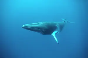 Minke: MINKE / LITTLE PIKED WHALE - Dwarf Minke subspecies