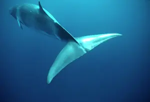 Minke: MINKE / LITTLE PIKED WHALE - Dwarf Minke Subspecies